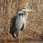 Great Blue Heron winter